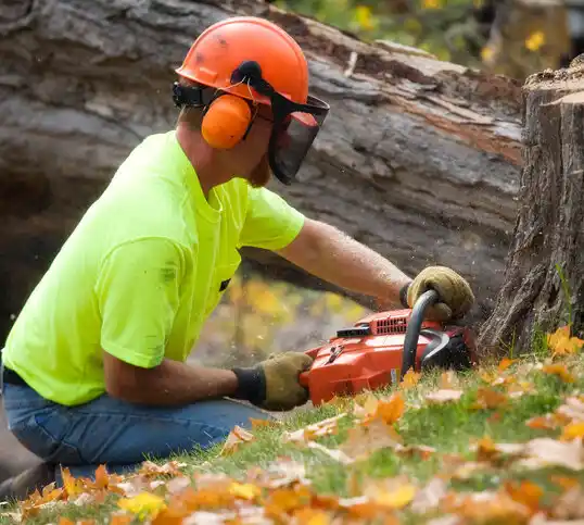 tree services Cliffside Park